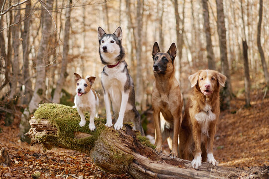 Four canine companions stand together among mossy logs in colorful woodland. Fall foliage creates a scenic outdoor setting for walking, hiking and seasonal adventure.