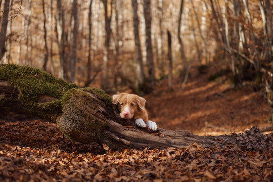Nova Scotia Duck Tolling Retriever rests among fallen leaves during autumn. Quiet woodland scenery creates a natural setting for hiking, travel and seasonal adventure.