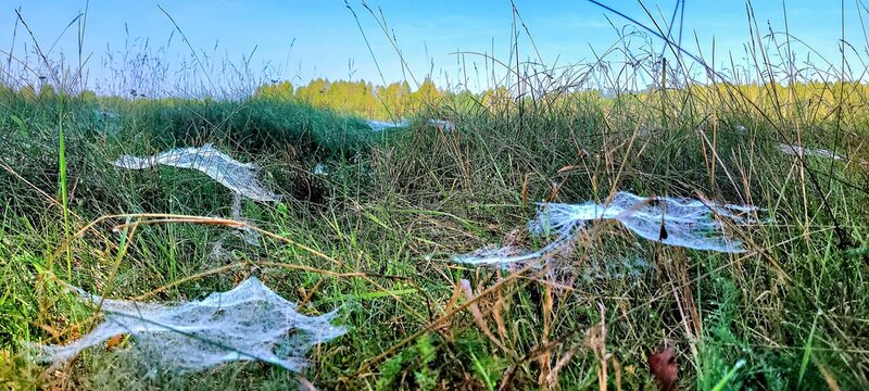 Dew-covered spiderwebs across meadow grasses at dawn glistening with tiny water droplets in soft morning light, close-up panorama highlighting texture and serene rural landscape scene, horizontal view