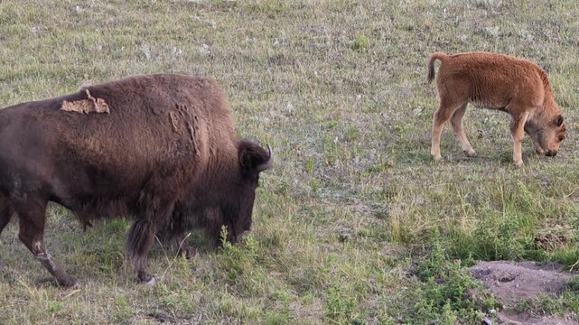 American bison and calf grazing together in a grassy meadow at Waterton Lakes National Park, Alberta, Canada, with an adult and reddish young animal feeding side by side of Canada. Species:Bison bison