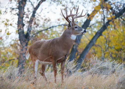 Colorado Wildlife. Wild Deer on the High Plains of Colorado. White-tailed buck during the rut.
