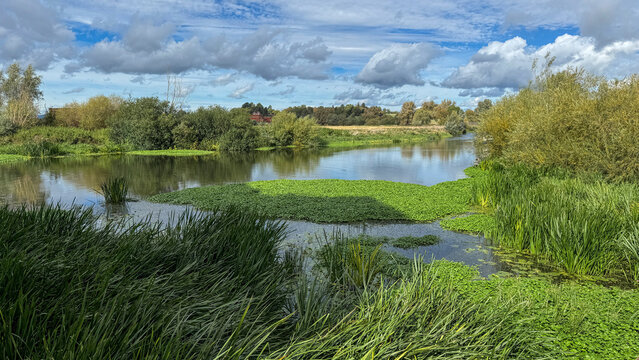 River Avon winding through lush reeds and trees under blue sky in Tewkesbury Gloucestershire