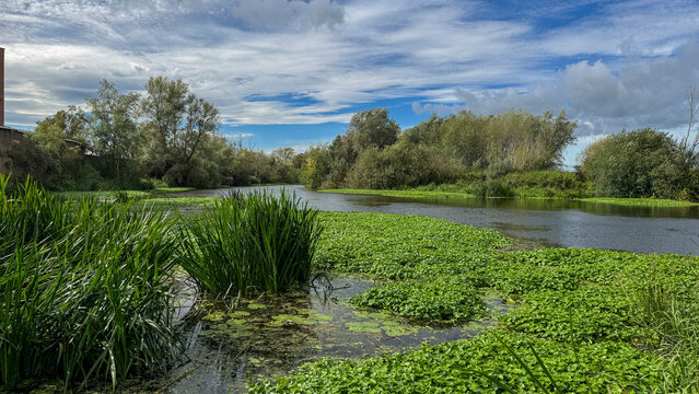River Avon winding through lush reeds and trees under blue sky in Tewkesbury Gloucestershire
