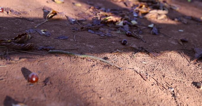 Fallen horse chestnuts and dry leaves on a brown dirt path, shiny brown chestnuts on the ground in an autumn park in the sun's rays