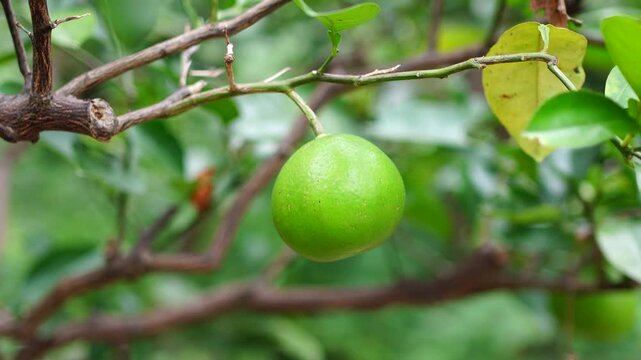 Green Hassaku Citrus Fruit Growing on Tree Branch in Japan