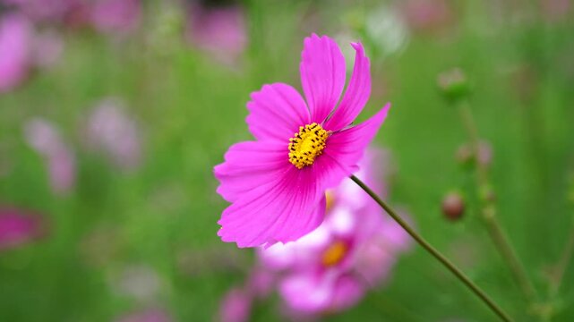 Pink Cosmos Flower Blooming in Garden With Soft Background