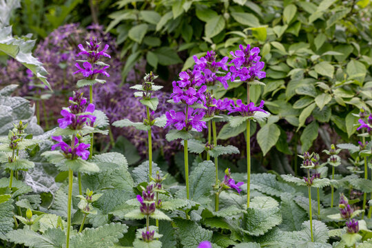 Purple Stachys macrantha Superba Flowers in a Lush Garden