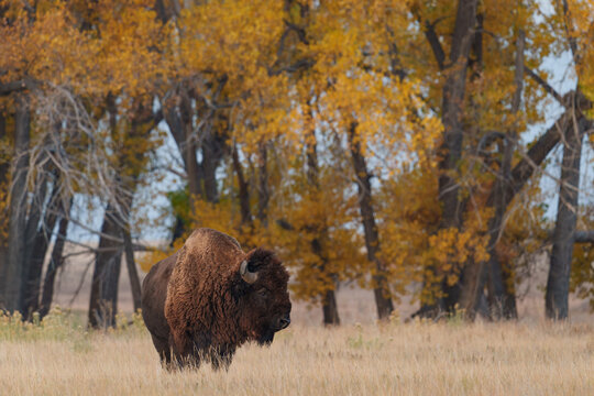 Wild American Bison on the high plains of Colorado. Mammals of North America.