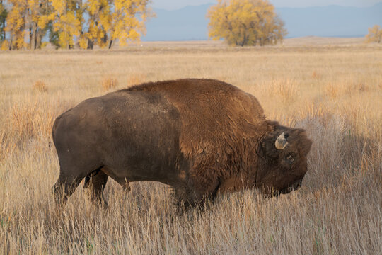 Wild American Bison on the high plains of Colorado. Mammals of North America.