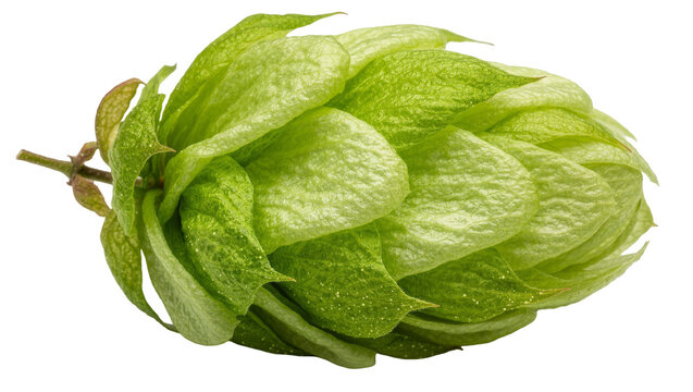 Isolated fresh green hop cone on stem with visible lupulin glands, ingredient for brewing beer