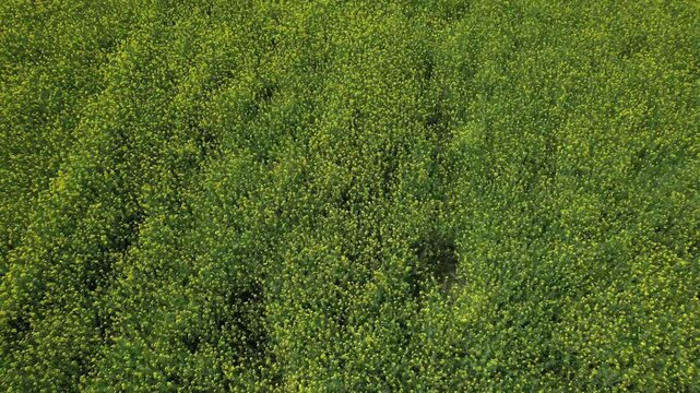 Expansive rapeseed field using small crawler tractor, capturing agricultural work from aerial perspective during vibrant growing season