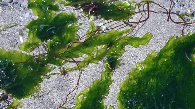 Hairy Helmet Crab camouflaged with green sea lettuce seaweed and walking underwater on the sandy shore of Puget Sound, Seattle
