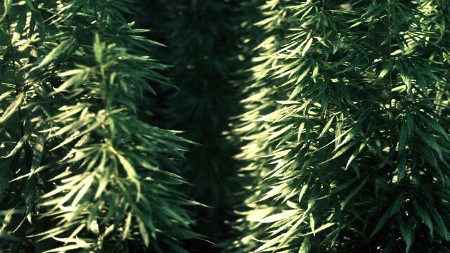 Green hemp plants growing tall in a sunny outdoor field with bright daylight illuminating the leaves and stalks during the daytime