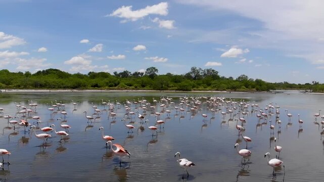 Slow-motion drone image of a large flock of flamingos (Phoenicopterus chilensis), which later fly up and past the drone, Gran Chaco, Paraguay