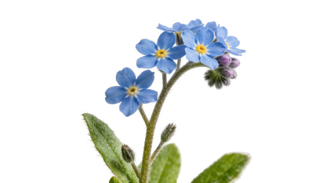 Isolated delicate cluster of fresh blue forget-me-not blossoms with green leaves and fuzzy buds
