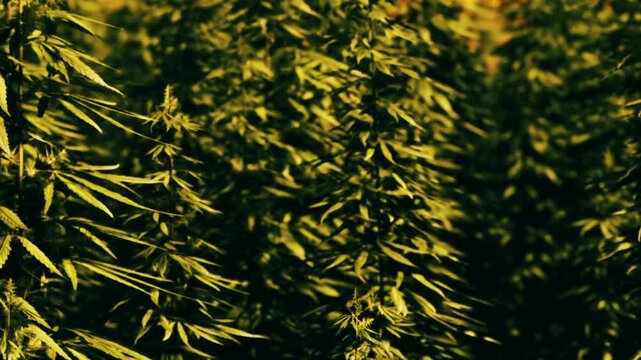 Many lush cannabis plants growing outdoors with green leaves under bright sunlight