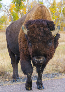 Wild American Bison on the high plains of Colorado. Mammals of North America.