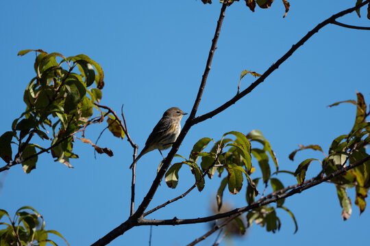 Yellow rumped warbler perched on a branch against blue sky