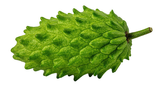 Isolated fresh vibrant green soursop exotic tropical fruit with textured bumpy skin