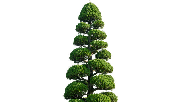 Isolated elegant tiered cloud-pruned green tree with unique shape for decorative outdoor garden design.