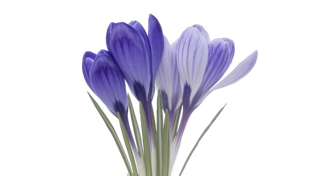 Isolated vibrant purple crocus flowers blooming elegantly, signaling the arrival of beautiful spring.