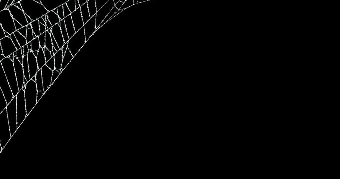 Real spider web background slowly moving in top corner frame. Detailed spiders web movement. Eerie silhouette of a real torn cobweb border for spooky Halloween backgrounds overlay. Seamless Loop.