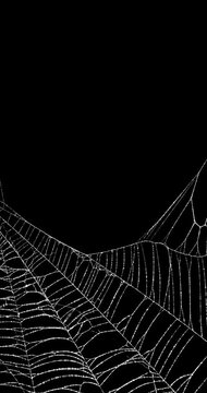 Real spider web background slowly moving in bottom edge. Detailed spiders web movement. Eerie silhouette of a real torn cobweb border for spooky Halloween backgrounds overlay frame. Seamless Loop.