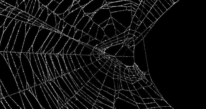 Real spider web background moving on left side. Movement of detailed hanging spiders web. Eerie silhouette of a real torn cobweb border for spooky Halloween backgrounds overlay frame. Seamless Loop.