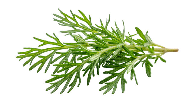 Isolated fresh green wormwood plant sprig for traditional herbal medicine and culinary use