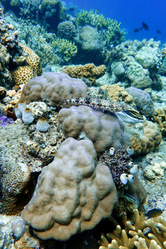 Indonesia, Flores, Maumere, a mottled lizardfish rests on massive coral beside sea squirts, with a two-line monocle bream behind.