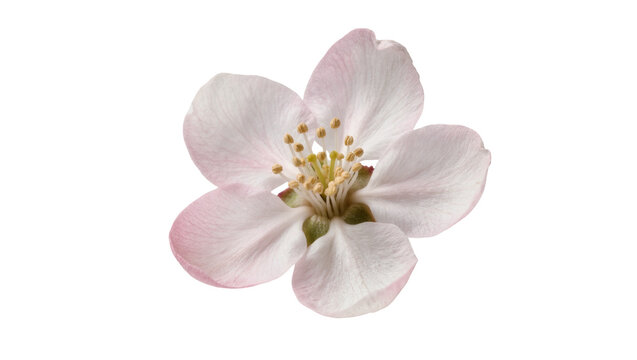 Isolated delicate pink spring blossom, natural beauty of fruit tree flower with visible stamens.