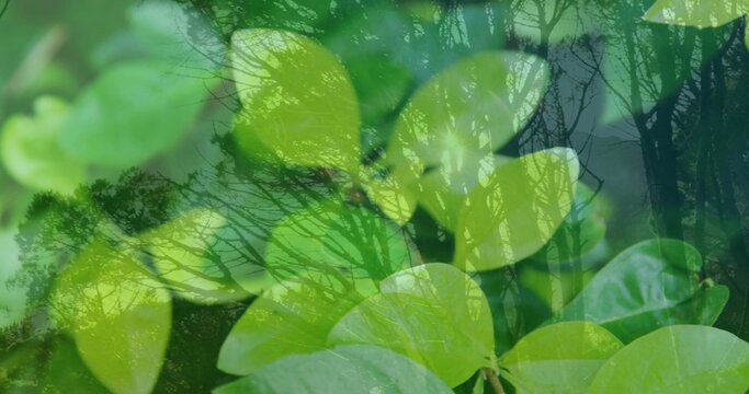Showing cluster of bright green oval leaves catching soft light in garden, with branch silhouettes