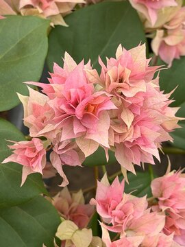 Beautiful double flowered pink bougainvillea blooms close up background, vibrant tropical floral texture for nature and garden design use