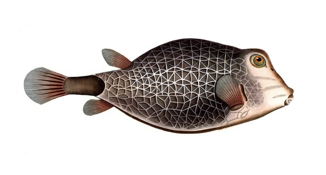 Fish, Fish, Genus marine ray-finned fish, Ostracion concatenatus, Historical, digitally restored reproduction from a 19th century original, Record date not stated