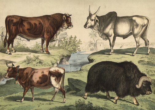 Animals: house cow, bos taurue, musk ox, bos moschatus, zebu, bos indicus, school picture, authentic reproduction of a school mural, around 1900, exact date unknown, historical