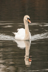 Elegant white mute swan swimming forward in calm water with long neck, beautiful adult waterbird front view portrait with perfect vertical mirror reflection, peaceful lake wildlife concept © Maryna Bykova