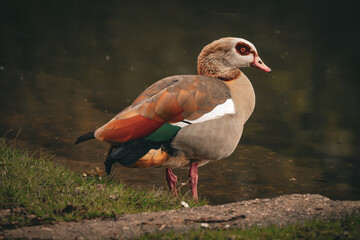 Beautiful Egyptian goose standing on pond shore close up profile portrait, colorful wild waterbird near lake water in autumn park habitat, peaceful wildlife and nature photography concept © Maryna Bykova