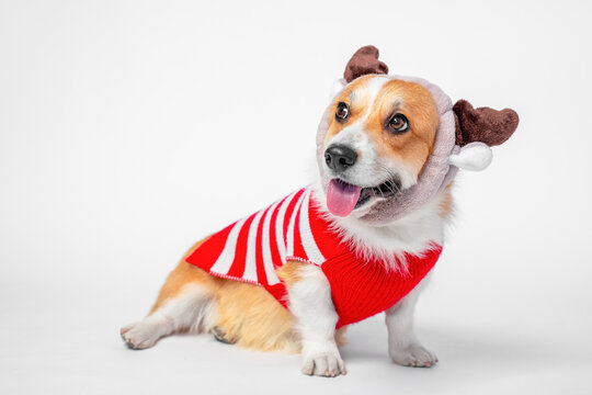 A corgi dog with its tongue out sits in a plush brown antler hood and a red and white striped knitted sweater on a clean white backdrop, ready for seasonal pet retail promotion.