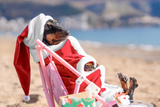 A black and tan dachshund dog dressed in a red Santa outfit lounges back in a pink deck chair on warm sand by the sea, paws in the air beside a wrapped gift box, a tropical Christmas escape.