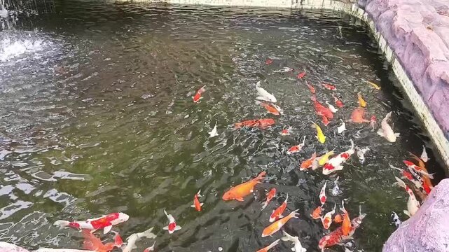 Koi fish swimming together in a clear water pond.