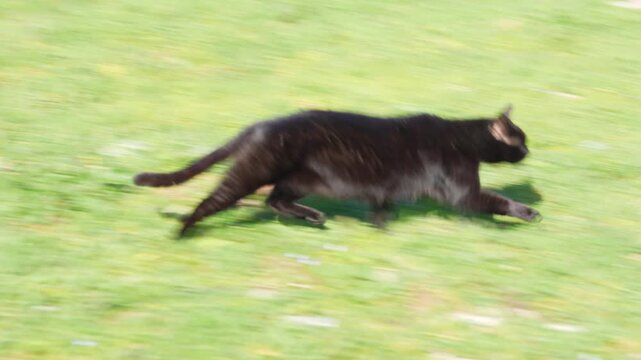 A black cat with green eyes strolls, then dashes across a grassy field dotted with white stones and a wooden post, before walking on over a gravel path in a rural outdoor setting.