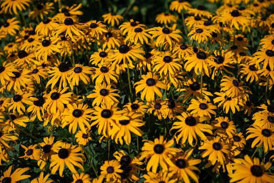 Beautiful yellow flowers of the orange coneflower.