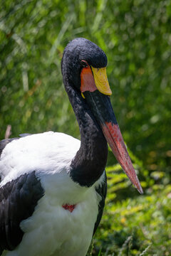 Portrait of a saddle-billed stork with a green background.