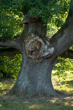 Broken branch of an old oak tree in a park.