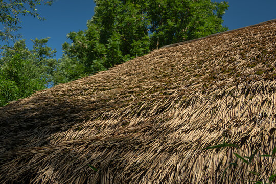 Dried part of a plant on a roof.