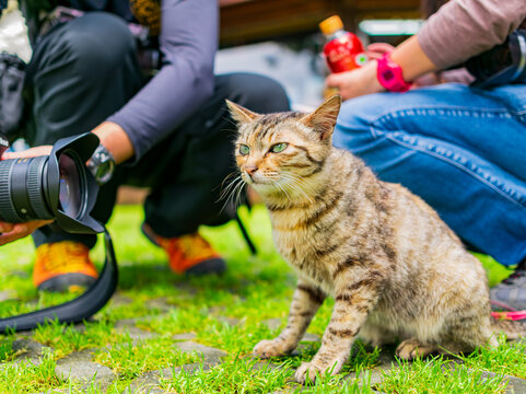 Tabby cat sitting on grass near photographer holding camera