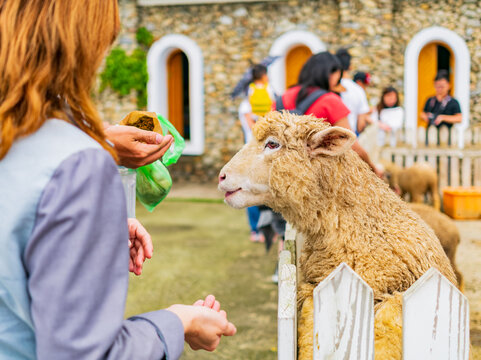 Woman feeding a sheep at a farm enclosure
