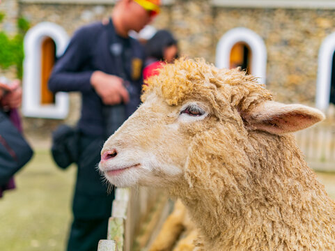 Close-up profile of a sheep with thick wool at a farm