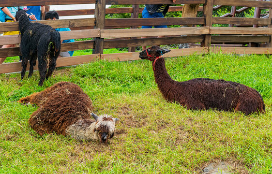 Alpacas resting and standing in a grassy enclosure
