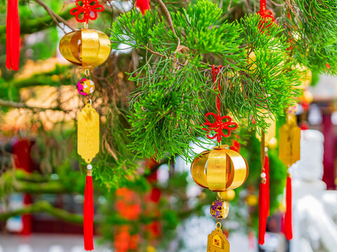 Golden lanterns and red tassels hanging on a pine tree branch